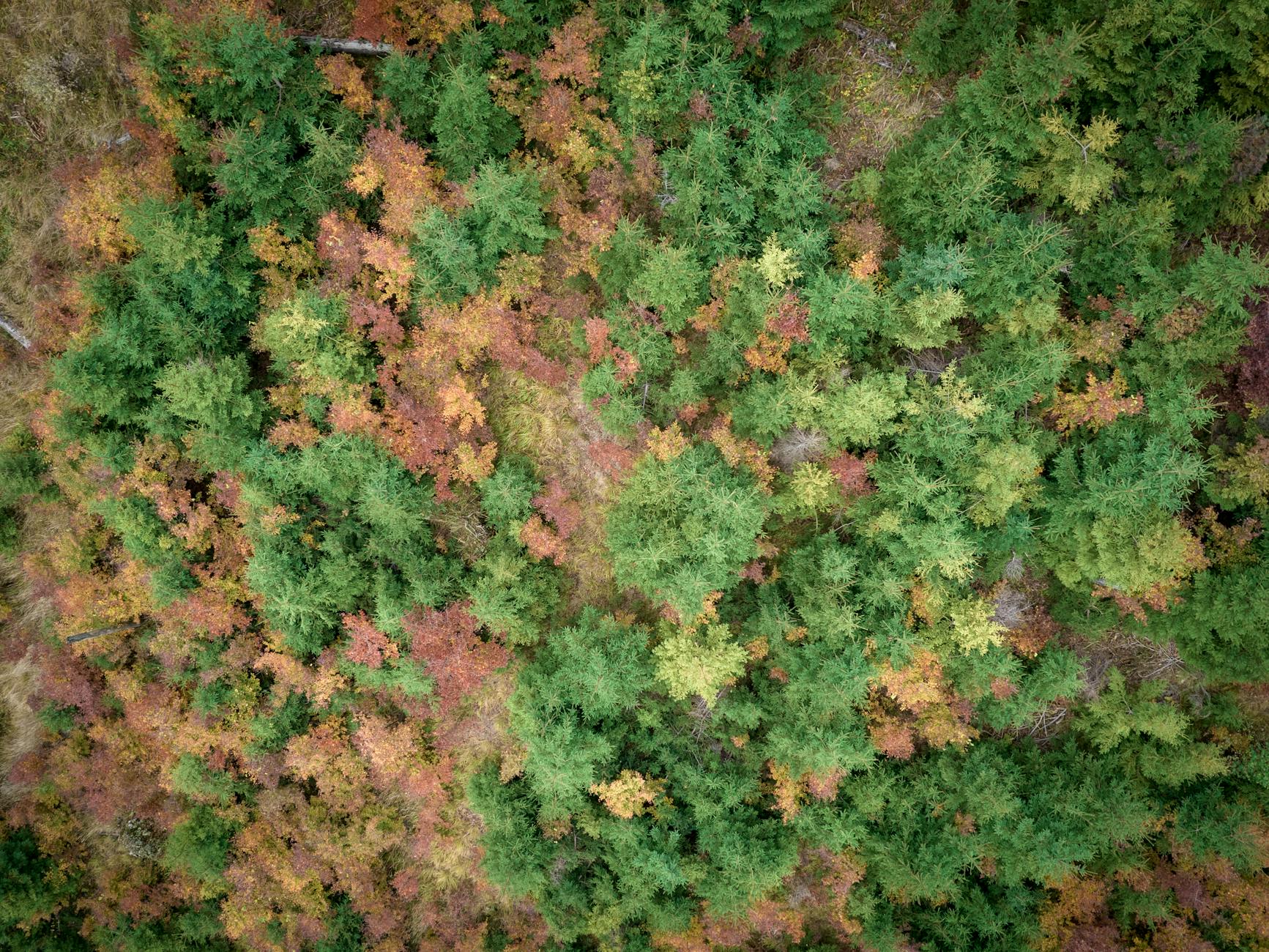Logo marki turystycznej Żywiecki Raj - Miasto Żywiec, Beskidy